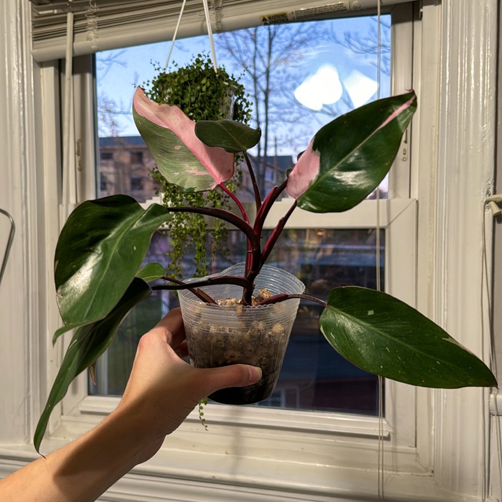 RARE Pink Princess Philodendron